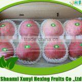 Top Quality Fresh Fuji Apple thumbnail-1