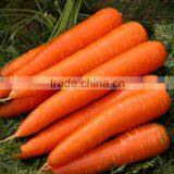 Fresh/ Frozen/ IQF Carrot