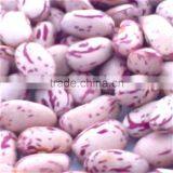 JSX Peeled Sugar Beans Export Food Grade Wholesale Price Best Beans thumbnail-4