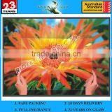 3.2/4mm EN12150 & SPF Solar Panel Toughened Glass thumbnail-2