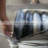 FROZEN BONITO 500g up thumbnail-1