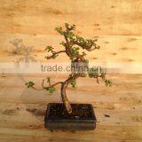 Portulacaria Afra ( Jade Plant) Bonsai S Shape thumbnail-2