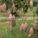 Mangifera Indica Tropical Fruit Trees thumbnail-3