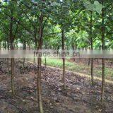 Hibiscus Tiliaceus Best Middle-east Landscaping Trees thumbnail-1