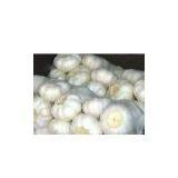 FRESH GARLIC thumbnail-1