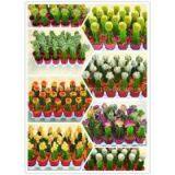 Mini Cactus Plants Echinocactus Grusonii Cereus Cacti Opuntia Dillenii Cactaceae Mammillaria Spinosissima Hahniana Notocactus thumbnail-2