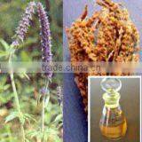 Chinese herb 100% pure and natural nepeta/schizonepeta oil