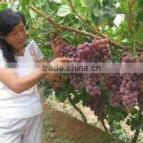 desert region Fresh red golble grape strong quality