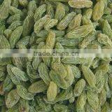 Golden Raisin Yellow Raisin Green Raisin thumbnail-5