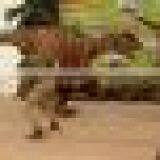 Halloween Costume for Adult thumbnail-2