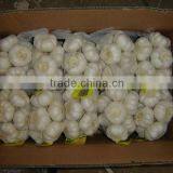 Supply Shandong Fresh Garlic thumbnail-1