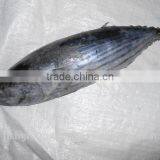 Skipjack Whole Round (frozen on Board) thumbnail-5