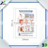Custom 3D Anatomical Wall Chart Manufacturer thumbnail-3