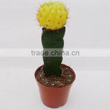 Color Gymnocalycium Mihanovichii Craft Cactus thumbnail-2