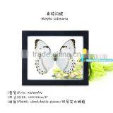 FOUSEN(039) Nature& Art Natural Species Halloween thumbnail-1