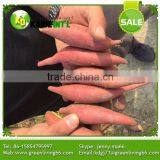 Greenliving Fresh Sweet Potato thumbnail-3