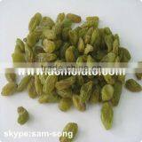 Big Size Sweet Green Raisin Hot Sale thumbnail-3