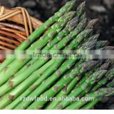New crop IQF Frozen green asparagus-D:6-8mm L:11cm