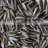 2016 New Crop Sunflower Seeds 601