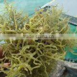 Cottonii Seaweeds thumbnail-2