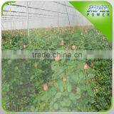 Flower Garden Greenhouse Irrigation Series thumbnail-3