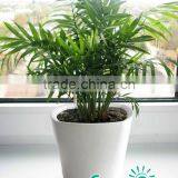 2016 Hot Sale Self-watering Planter,fashion Style Cheap Outdoor Living Plastic Planting Pots,grand Flower Pot thumbnail-4