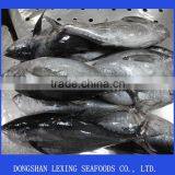 Frozen Yellowfin Tuna Fish