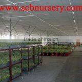 Lucky Bamboo Cage Dracaena Sanderiana thumbnail-2