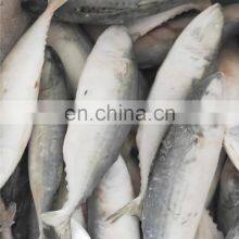IQF Frozen Indian Mackerel Fish thumbnail-3
