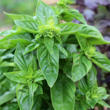 250g Natural Spice Plants Ocimum Basilicum Seed Raw Dried Wholesale Basil Seeds for Home Planting thumbnail-3
