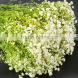 Fresh Color Unique Flower Gift Gypsophila thumbnail-5