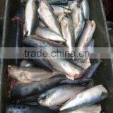 Canned Mackerel HGT Fish 100-200g 200-300g 100/200 200/400