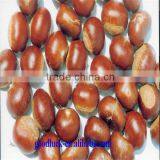 Chinese good taste chestnut(DANDONG)