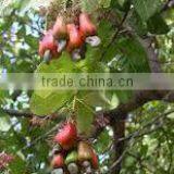 Suvimie Ceylon Ovened Cashew (Full Nut) thumbnail-3