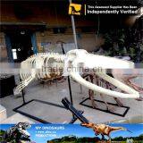 MY Dino-C060 Artificial Sperm Whale Skeleton for Sale thumbnail-3
