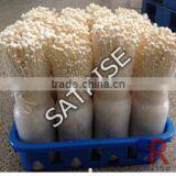 2016 Best Selling Mushroom Grow Bags Plastic Crate thumbnail-1
