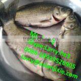 Automatic Fish All-in-one Machine/fish Viscera Removing Machine/fish Scale Removing Machine thumbnail-6