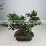 Miniascape,potted Evergreen Landscape,shapped Bonsai thumbnail-4