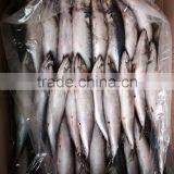 AAA QAULITY Frozen PACIFIC Mackerel thumbnail-4