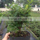 Zanthoxylum Odorum Bonsai thumbnail-1