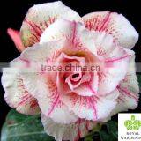 Adenium Obesum ( Desert Rose) thumbnail-5