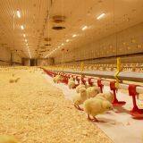 Automatic Poultry Farm Equipment Chicken Drinking System for Broiler Farm thumbnail-4
