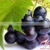 100% Natural Grape Seed P.E./grape Seed Extract Powder thumbnail-2