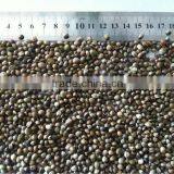 Hemp Seeds thumbnail-1