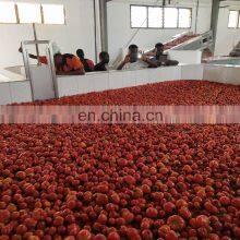Tomato Processing Plant thumbnail-5