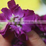 New Best Sell Violet Purple Plant thumbnail-2