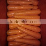 sell Carrots/Fresh carrots/China carrots