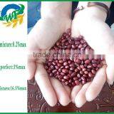 China New Crop Red Adzuki Bean thumbnail-4