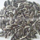 Raw Sunflower Seeds 0409 Stye thumbnail-3