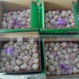 Supply 2016 Fresh Normal White Garlic thumbnail-5